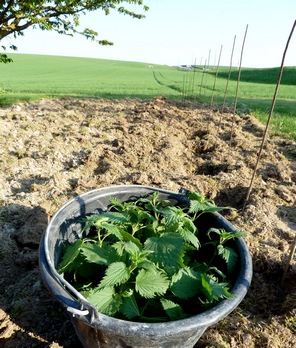 Plantation de tomates - calendrier biodynamie - orties